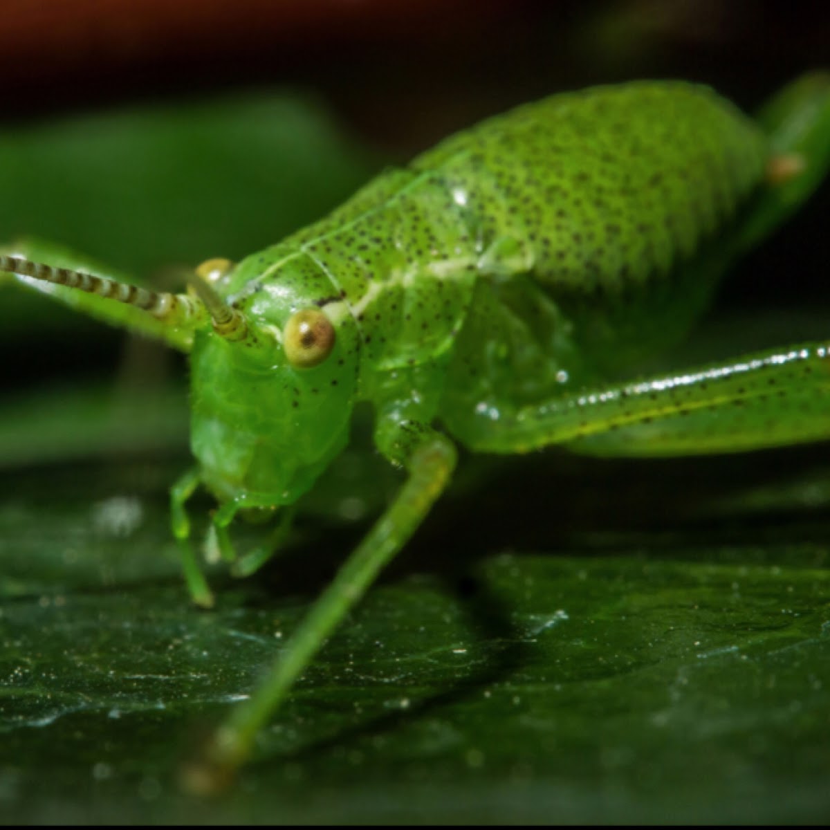 Speckled Bush Cricket