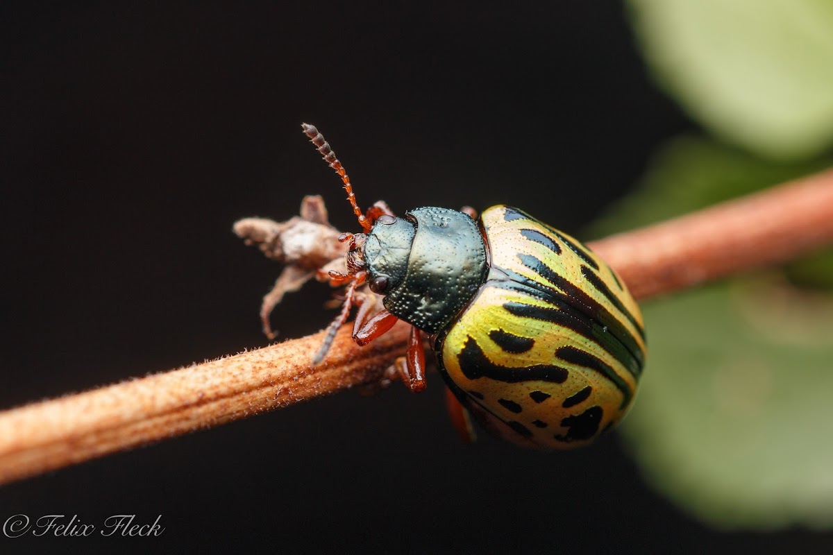 Calligrapher Leaf Beetle