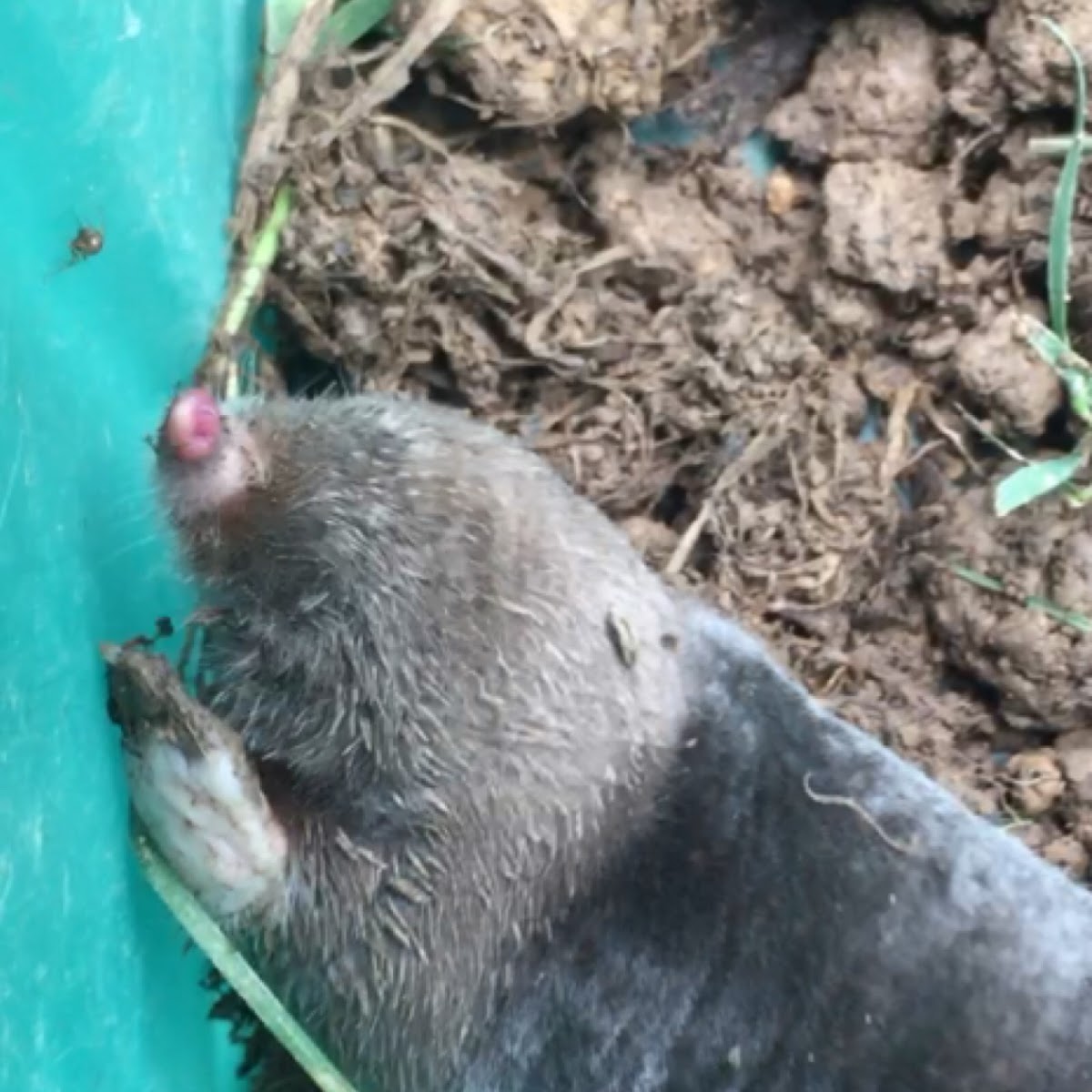 Eastern Mole