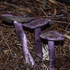 Cortinarius austroviolacaeus