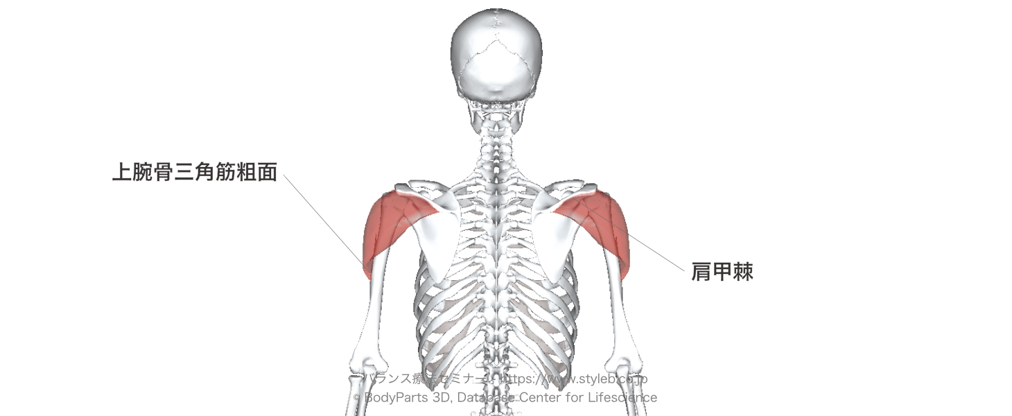 三角筋後部繊維