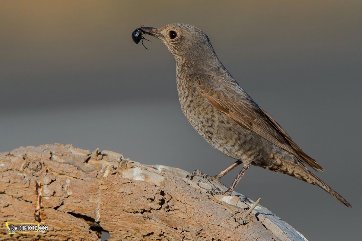 Common Rock Thrush.