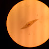 Diatom