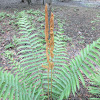 Cinnamon Fern