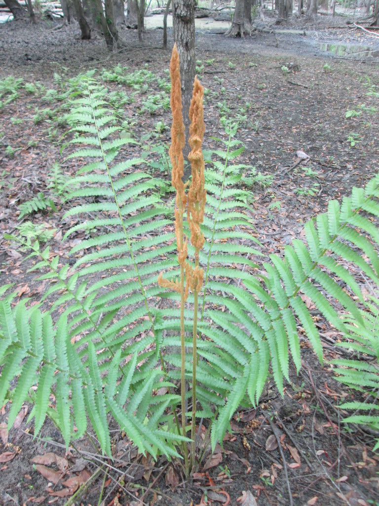 Cinnamon Fern