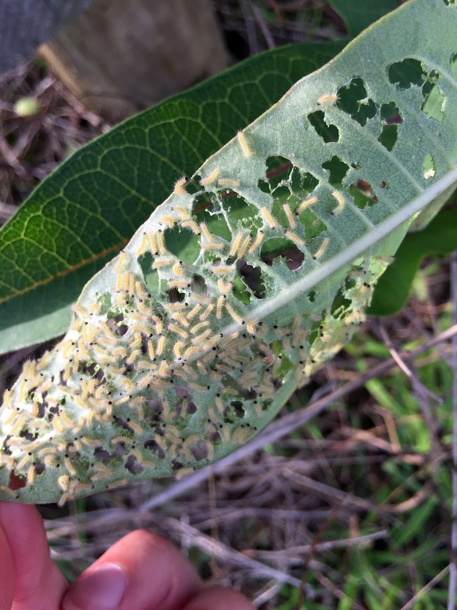 Milkweed Tussock Moth larvae