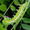 Honey locust moth caterpillar