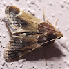 Meal Moth - 5510