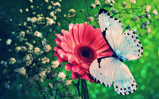 Butterfly Wallpaper