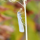 Vagabond Crambus Moth