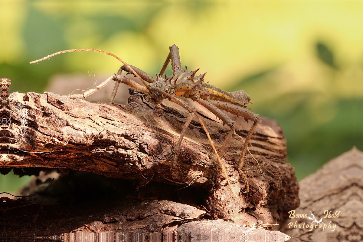 Touch Me Not Stick Insect - Borneo thorn cricket