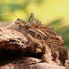 Touch Me Not Stick Insect - Borneo thorn cricket