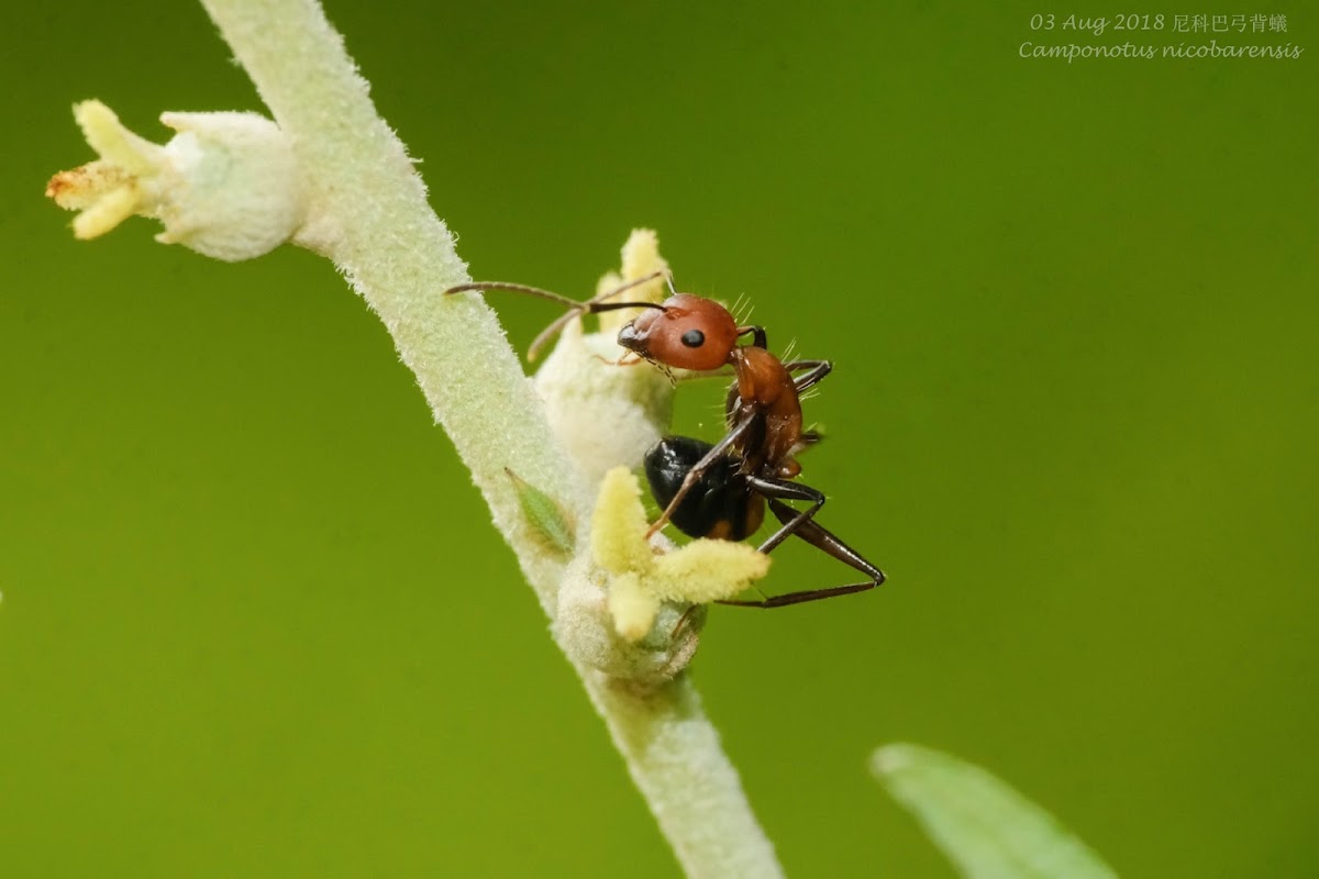 Camponotus nicobarensis 尼科巴弓背蟻