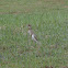 Chinese Pond Heron