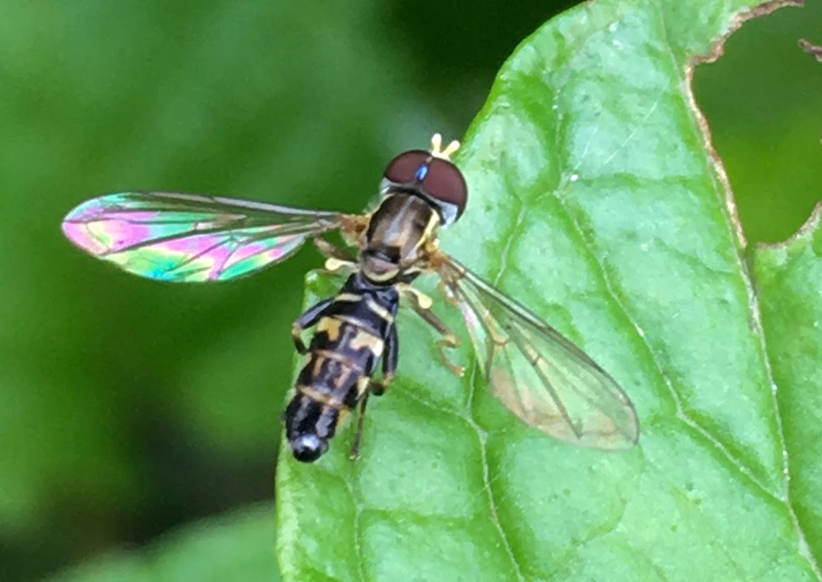 Syrphid Fly ♂