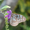 Dark Blue Tiger