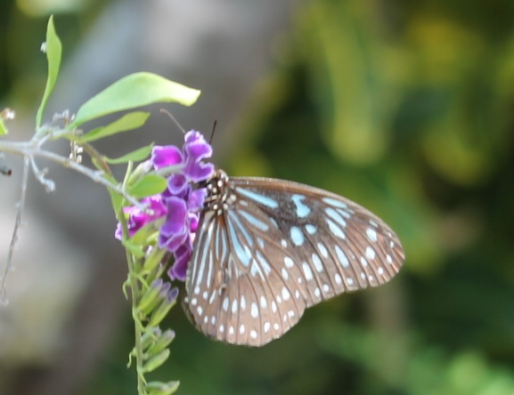 Dark Blue Tiger