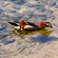 Sul velo dell'acqua di 