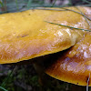 Larch bolete