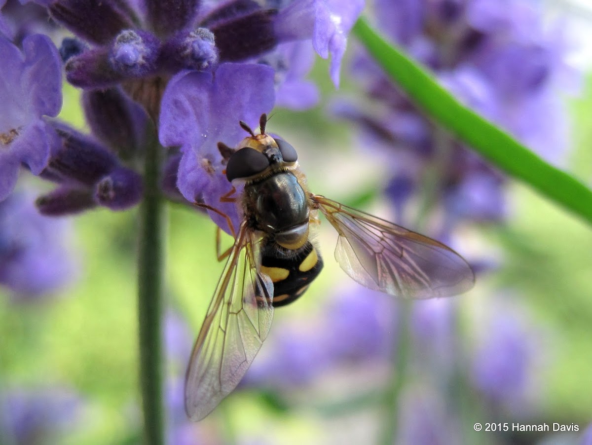 Syrphid fly