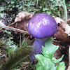 Purple Mushroom