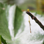 Yellow Waxtail