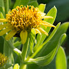 Yellow Ox eye Daisy