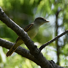 White-winged Becard