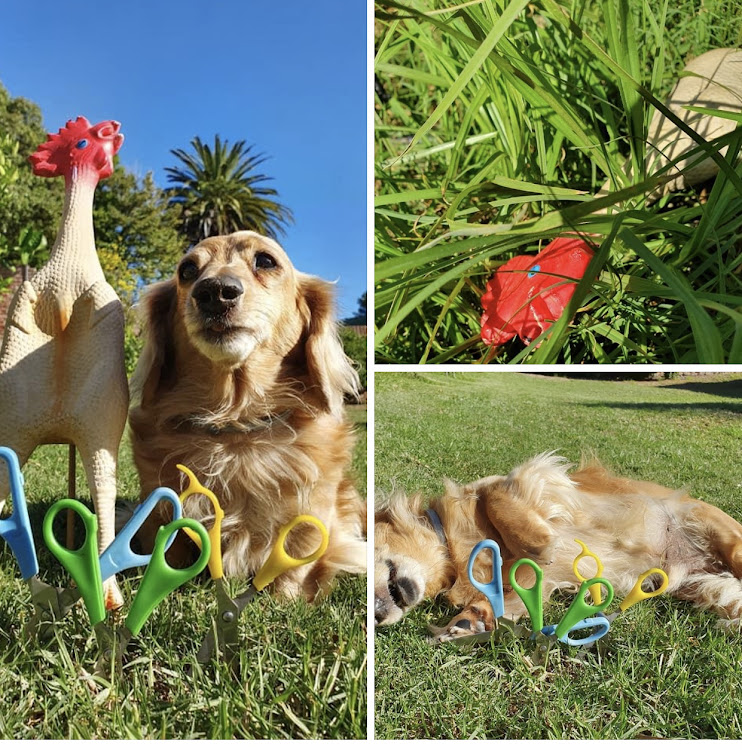 BEST OF FRIENDS: Early in the lockdown Digit and Mr Chicken made friends and they decided to cut the lawn with scissors but Mr Chicken kept getting lost in the long grass. Picture: JANINE LEE