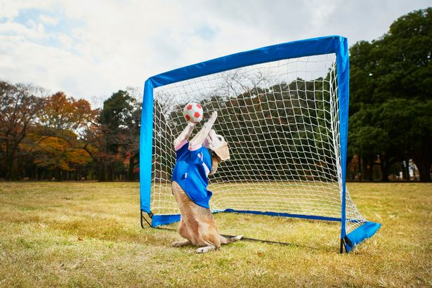 Purin the Beagle blocking a soccer ball in front of a net