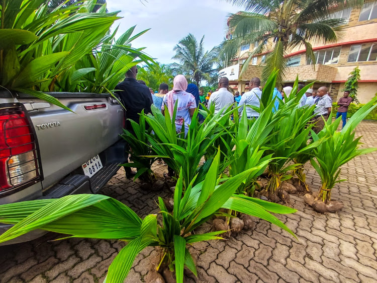 Hybrid coconut seeds to be distributed to farmers Matuga, Kwale, on Wednesday, April 24, 2024.