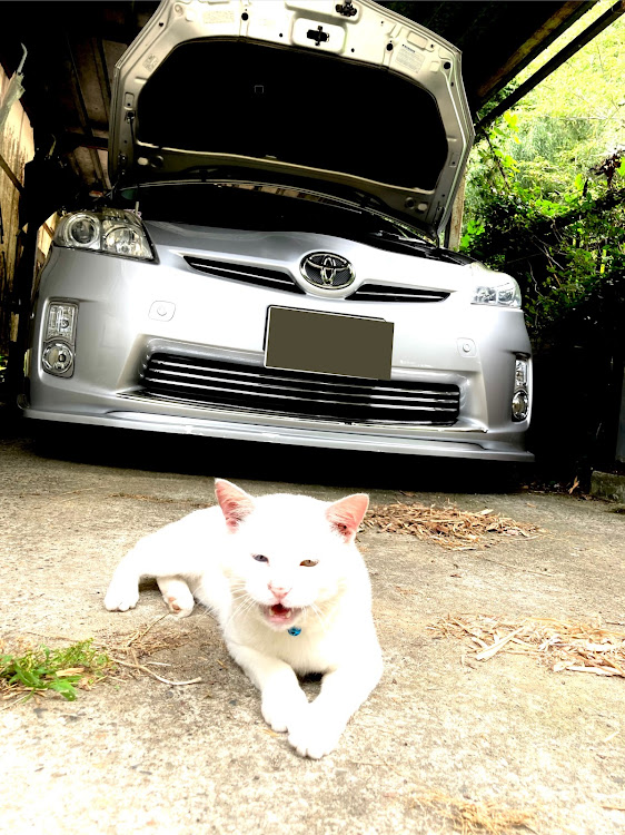 プリウスのエンジンルーム清掃・猫との生活に関するカスタム事例の投稿画像2枚目