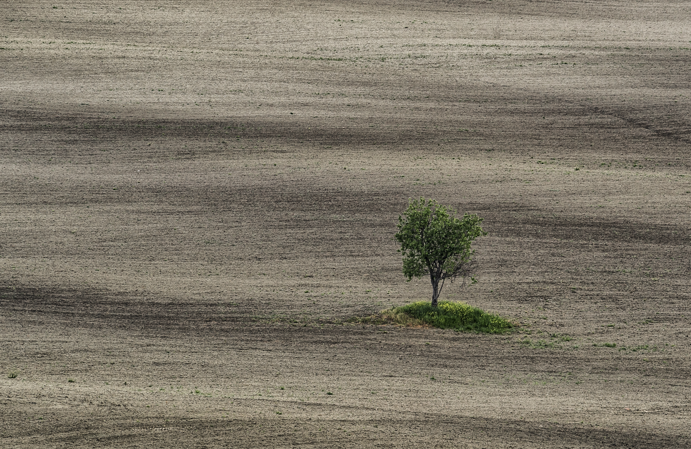 il Solitario  di Luca160