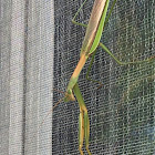 Praying mantis