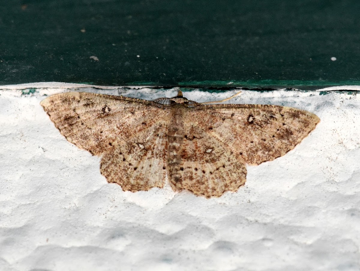 Geometer moth