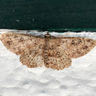 Geometer moth