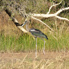 Black-necked Stork/Jabiru (juvenile)