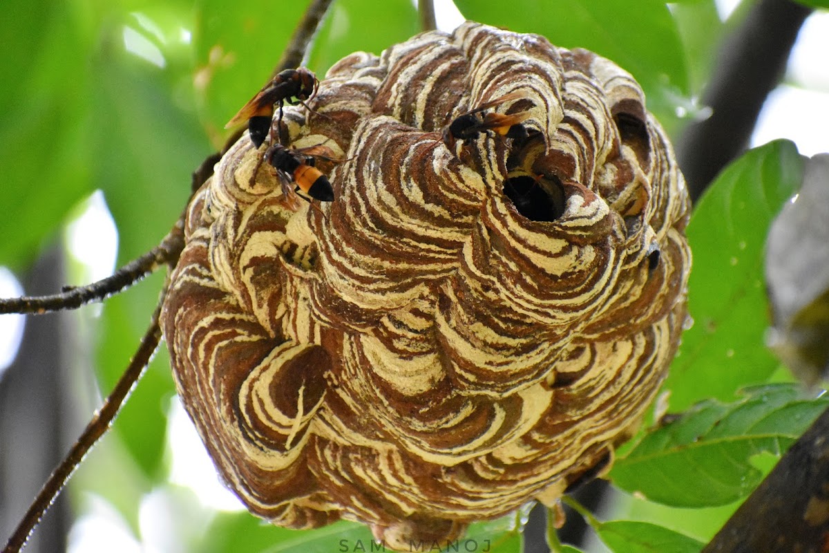 Common Hornet Nest