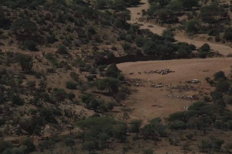 Livestock grazing at Mukogodo forest on Tuesday. Migrant herders from Isiolo and Samburu counties have illegally invaded community conservancies in Laikipia posing a security risk.