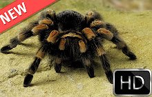 Spiders HD new free tab theme small promo image