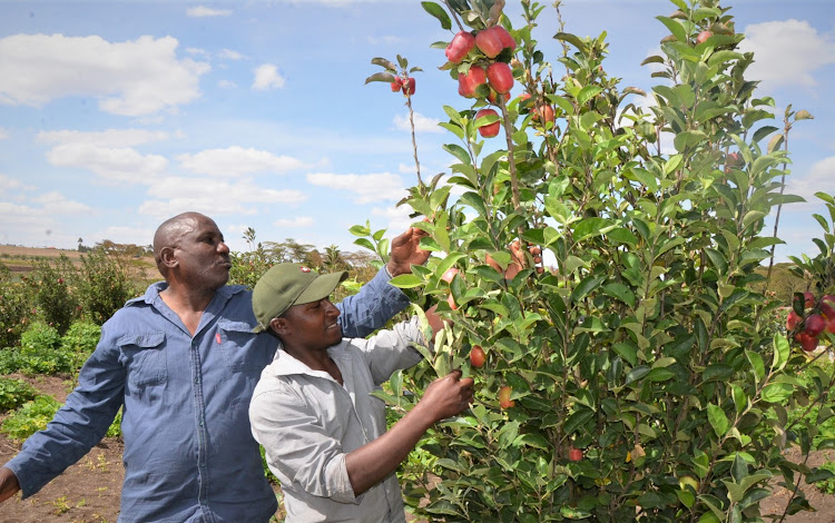 Peter Wambugu and his son Martin Ndirangu at his fruit tree nursery and checking on a grown apple tree