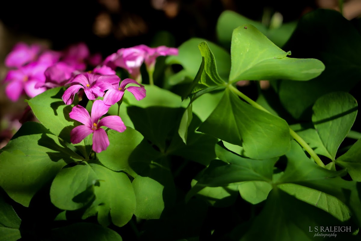 Phlox