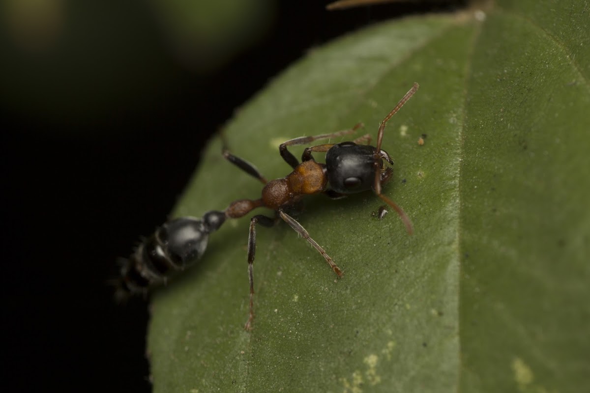 Arboreal Bicolored Ant