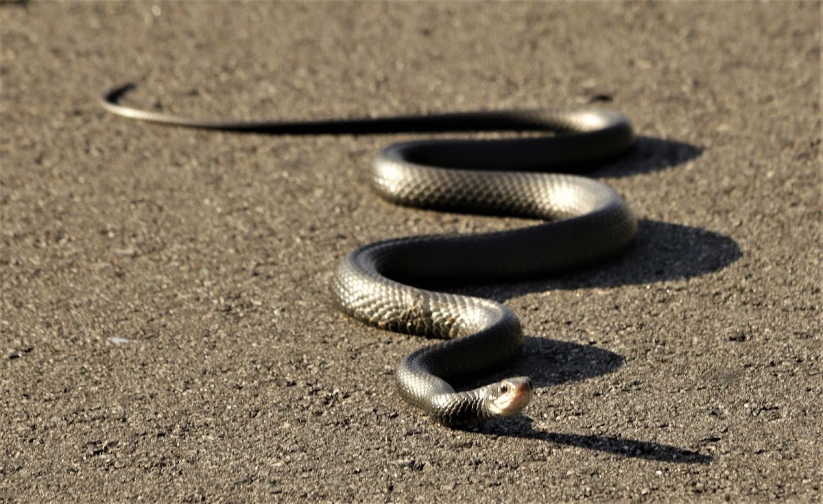 Southern Black Racer