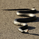 Southern Black Racer