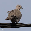 Collared Dove; Tórtola Turca