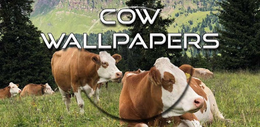 Cow Wallpapers