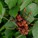 Common Tuft Bearing Longhorn