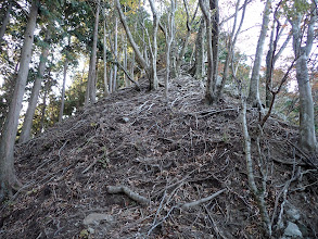 木の根の張った斜面