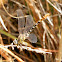 White-belted Ringtail